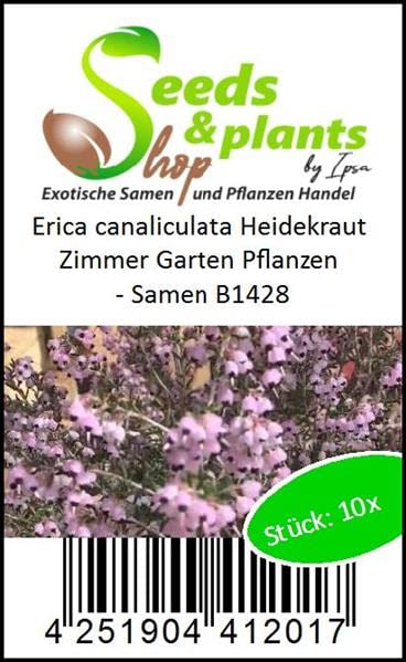 Stk - 10x Erica canaliculata Heidekraut Zimmer Garten Pflanzen - Samen B1428 - Seeds Plants Shop Samenbank Pfullingen Patrik Ipsa - Image 4