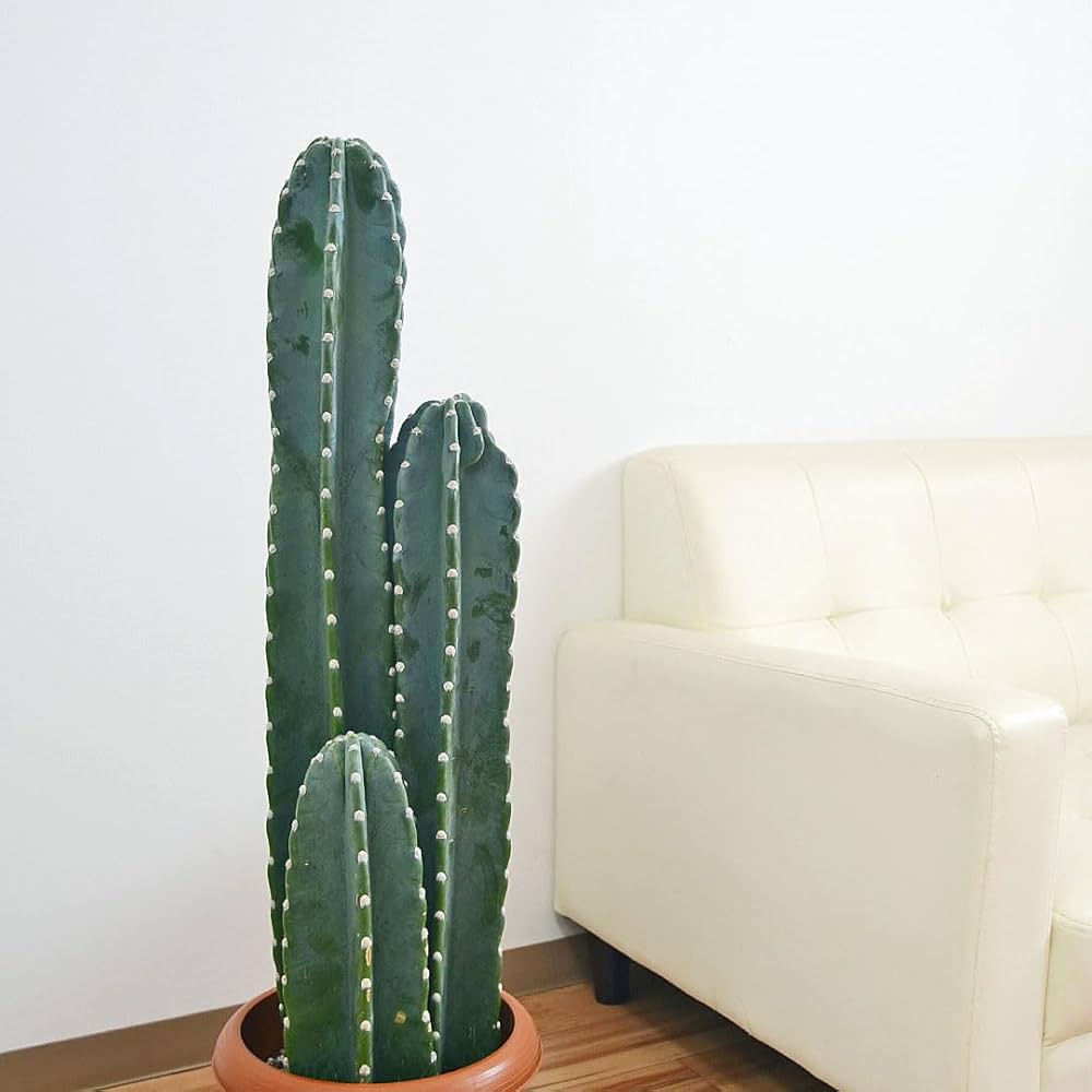 Amazon｜フラワーコーポレーション 柱サボテン カクタス 鬼面角