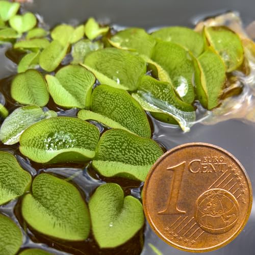 WASSERPFLANZEN WOLFF - Salvinia minima - Schwimmfarn - Schutz für Fische - auch als Tischdekoration