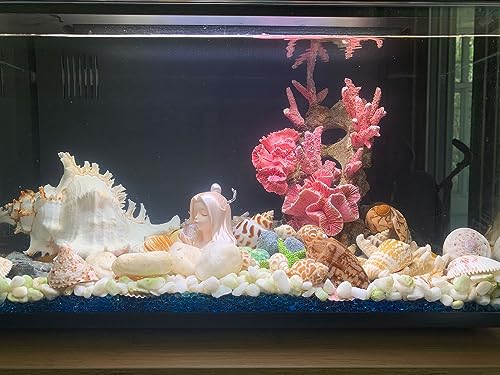 Conchas marinas de playa seleccionadas para decoración exclusiva del hogar 5