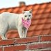 Focenat 4 Stück Hundehalstücher, Hunde Bandana Kopftücher Hundeschal, Halsdreiecke Hundehalstücher, Einstellbare Hund Halstuch Hundehalsband für Kleine, Mittelgroße und Große Hunde Katzen Haustier (S)
