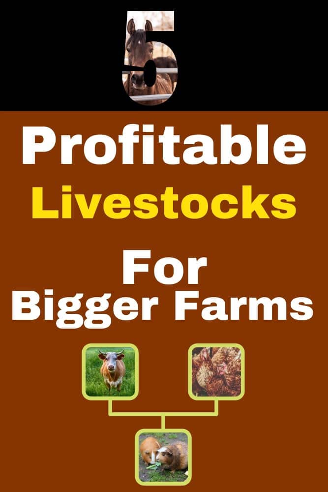 Buy 5 Most Profitable Livestock For Bigger Farms Master The animals