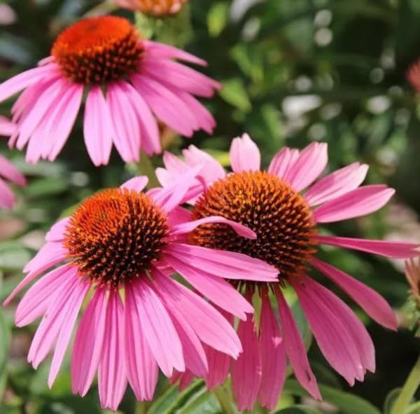 1 Pack of 400 SEEEDS CONEFLOWWER ECHINACEA PURPUREA