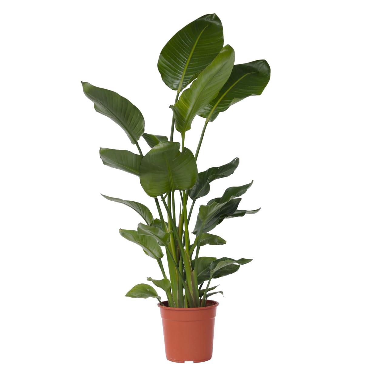 Plant in a Box - Pianta dell’Uccello del Paradiso - Strelitzia nicolai - Altezza 150-170cm - Vaso 28cm - Pianta d’appartamento tropicale - Foglie grandi e decorative