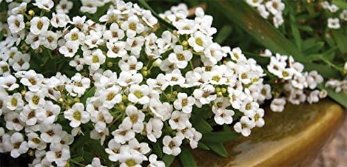 Non GMO Alyssum, Carpet of Snow Flower Seeds Lobularia maritima (5 Lb)