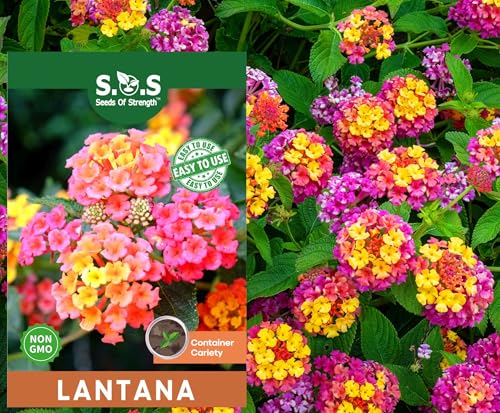 50 pcs Lantana Flower Seeds Colorful Perennial Seeds | Drought-Tolerant