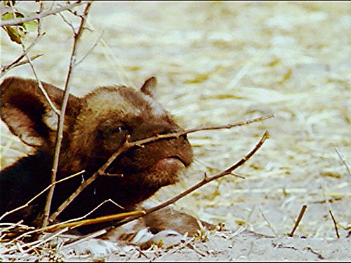 The Baby Hyena and the Baby Zebra