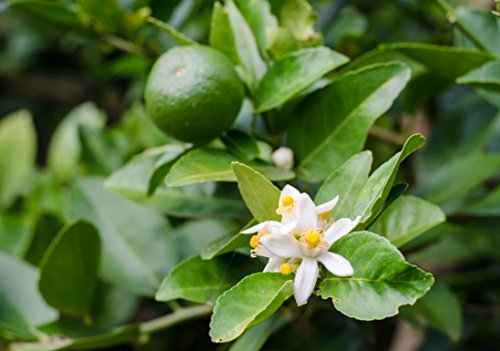 Limoenboom - Citrus aurantifolia Lime Verde - verschillende maten (60-80cm - pot 2 ltr.) - Afbeelding 3