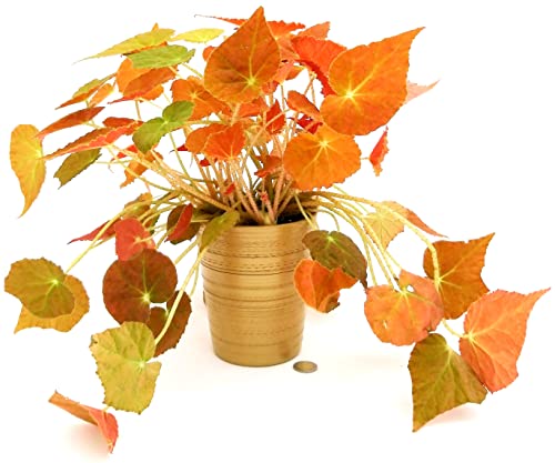 POWERS TO FLOWERS - BEGONIA REX AUTUMN EMBER, IN VASO CERAMICA ORO, pianta vera