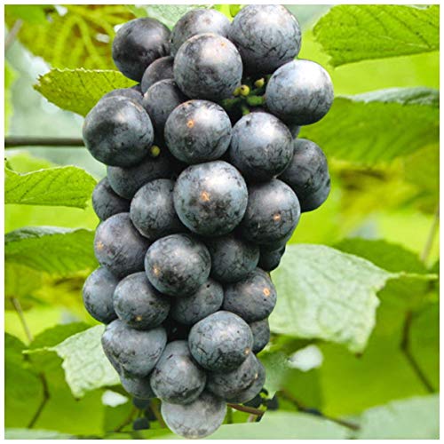 北の蝦夷 山葡萄 特大苗木4メートル 大小セット 北の蝦夷 山葡萄 特大