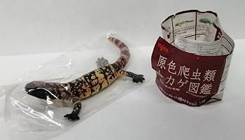 Amazon.co.jp: アメリカドクトカゲ 原色爬虫類トカゲ図鑑