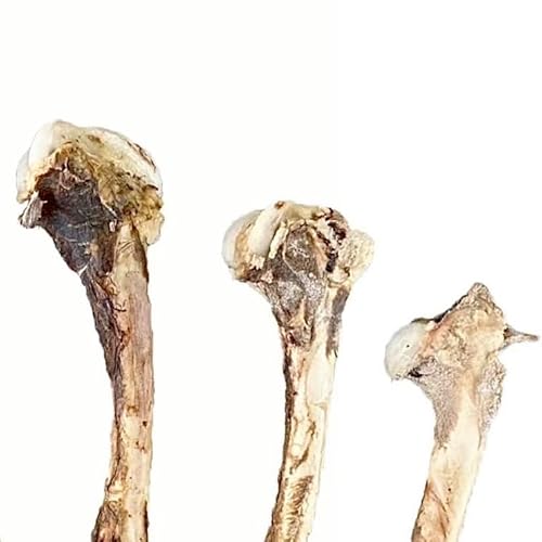 ペットフード研究所 訳あり 【国産 無添加】 鹿レッグボーン 足骨 犬用おやつ 小型犬 中型犬 大型犬対応 グルテンフリー 鹿骨 5本