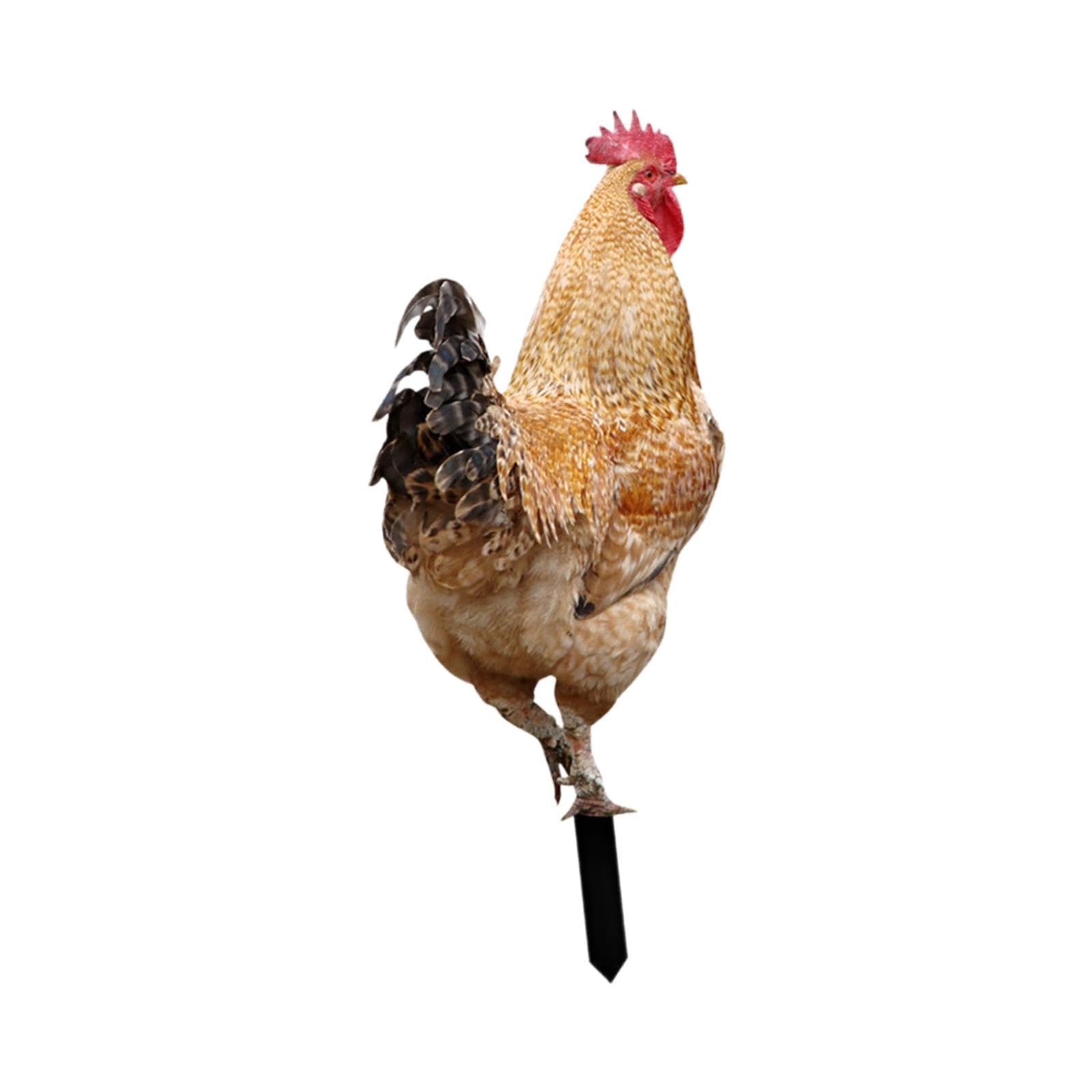 Enakshi® Chicken Animal Statue Stakes Acrylic Decorative for Backyard Home Yard Decor Style A|Home & Garden | Yard, Garden & Outdoor Living | Garden D?©cor | Statues & Lawn Ornaments-image-33