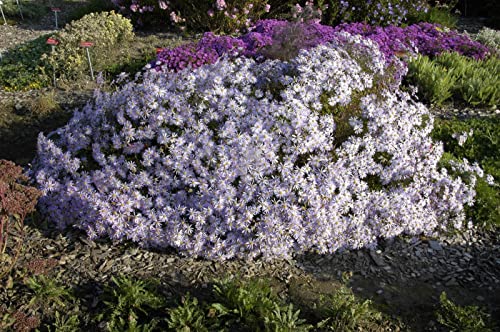 Aster pyrenaeus 'Lutetia' 9x9 cm Topf – Winterhart, Mehrjährig, Pflegeleicht – Pyrenäen-Aster – Staude für Beet & Rabatte