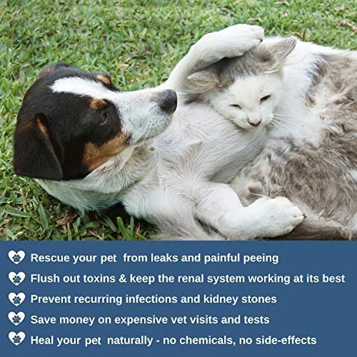 Cat UTI Treatment - Image 8