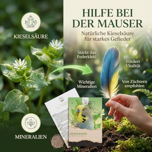 Vogelmiere Samen (Stellaria media) - Wertvolle Heilpflanze und beliebte Futterpflanze für Wellensittiche und viele andere Vögel (Vogelmiere)