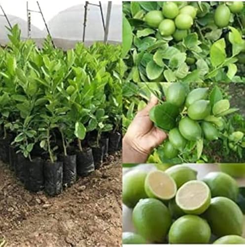 Image of Vedante Bliss Live Lemon Plant Hybrid All Seasons || Sour lemon plant || Pack of 1 Healthy Plant For Outdoor Garden With Black Pot