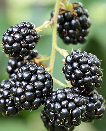 Pianta di Mora 'Lochness' (Tardiva) senza spine - in vaso (Vaso: Ø 14 cm - H: 40/50 cm)