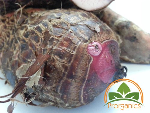 1 Lb Organic Yautia Lila, Rhizome Xanthosoma by Prorganics