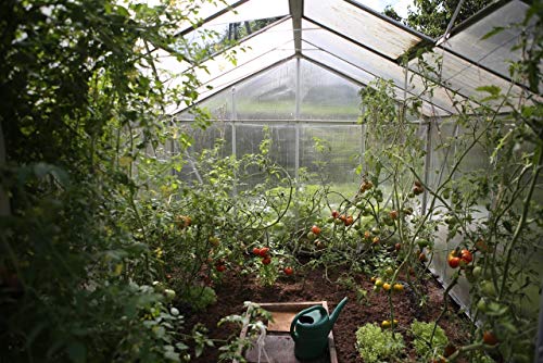 A&A Green Store Greenhouse Plastic 4 Year 6 mil UV Resistant Clear Polyethylene Film (12' x 25') - Thumbnail 2