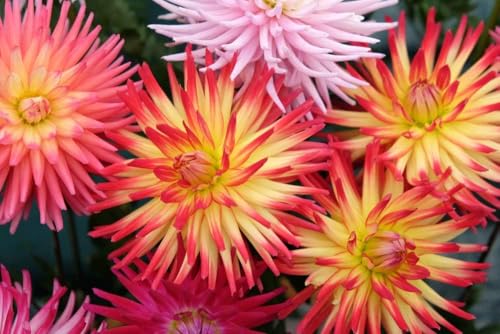 Kaktus-Dahlien, Dahlie, Dahlia Cactus - mischfarben