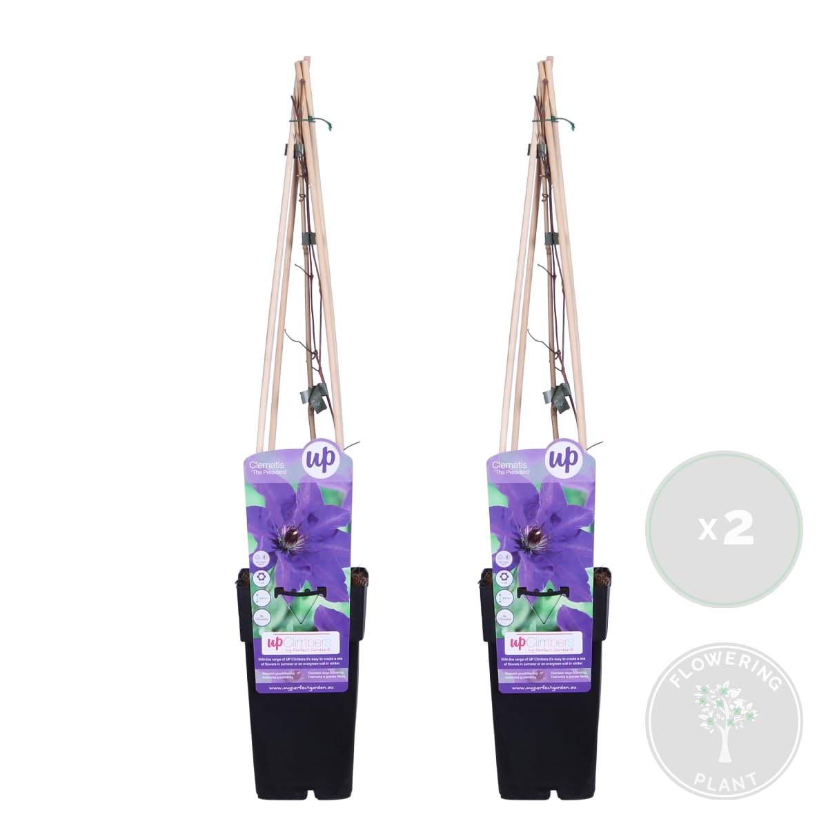 Bloomique - 2er-Set - Clematis The President - Waldrebe - Lila - Kletterpflanzen - Gartenpflanzen - Winterhart - Höhe 50-70 cm - Topf 15 cm