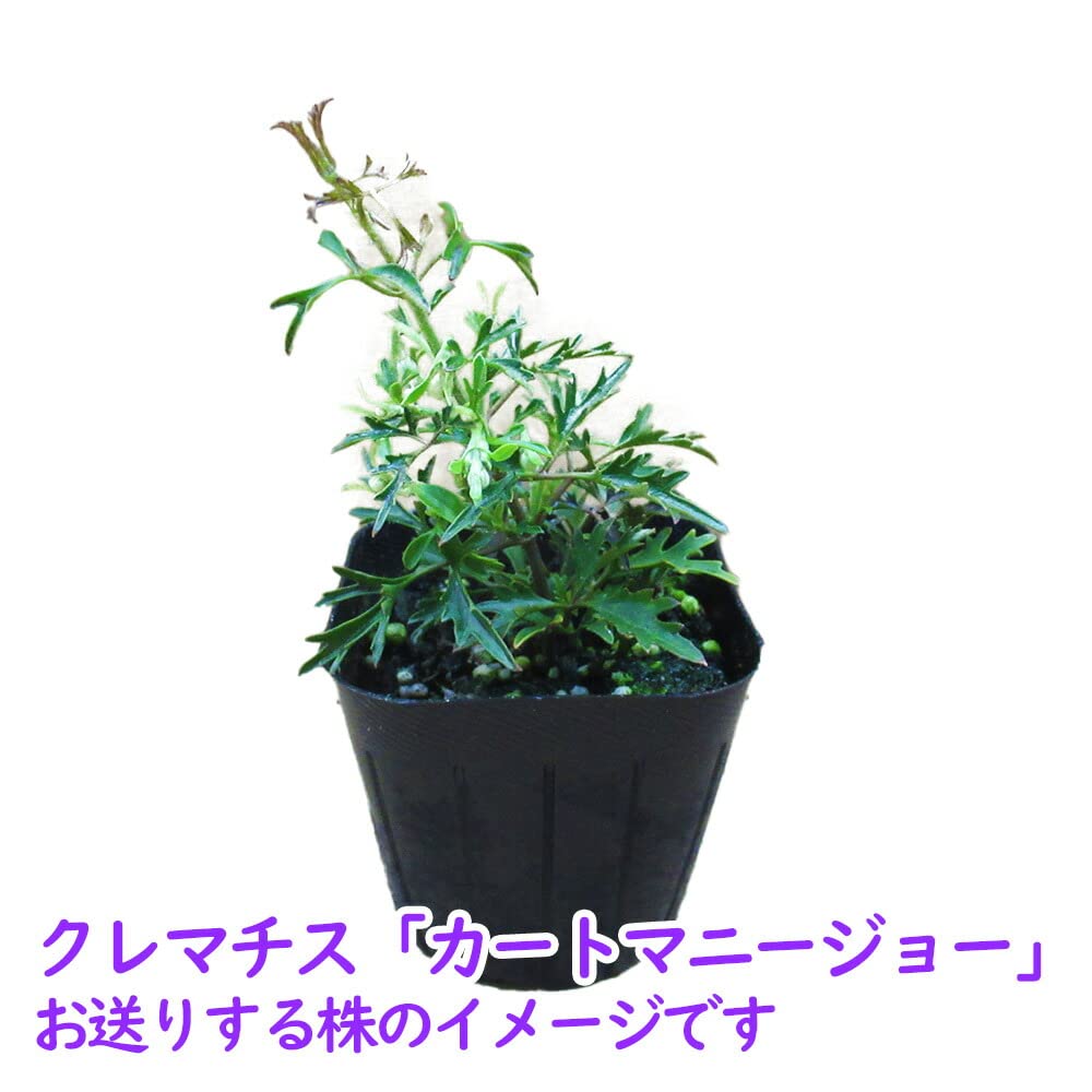 常緑♥カートマニージョー大苗♥多年性♥大人気クレマチス♥花苗ポット