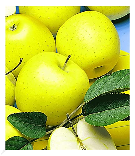 BALDUR Garten Säulen-Apfel \'Golden Delicious\', 1 Pflanze, Apfelbaum, winterhart, platzsparende Säule für kleine Gärten, Balkone & Terrassen, Wasserbedarf gering, Malus domestica