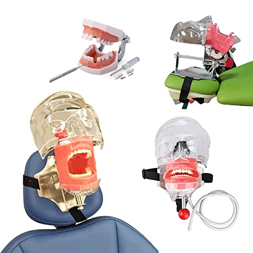 GTHTUHFD Simulador De Maniquí Dental, Cabeza Fantasma con Dientes, Modelo Fijo En Silla, Emulación Alta 1:1, Ajustable 360 Grados para Escuelas De Odontología, Laborator