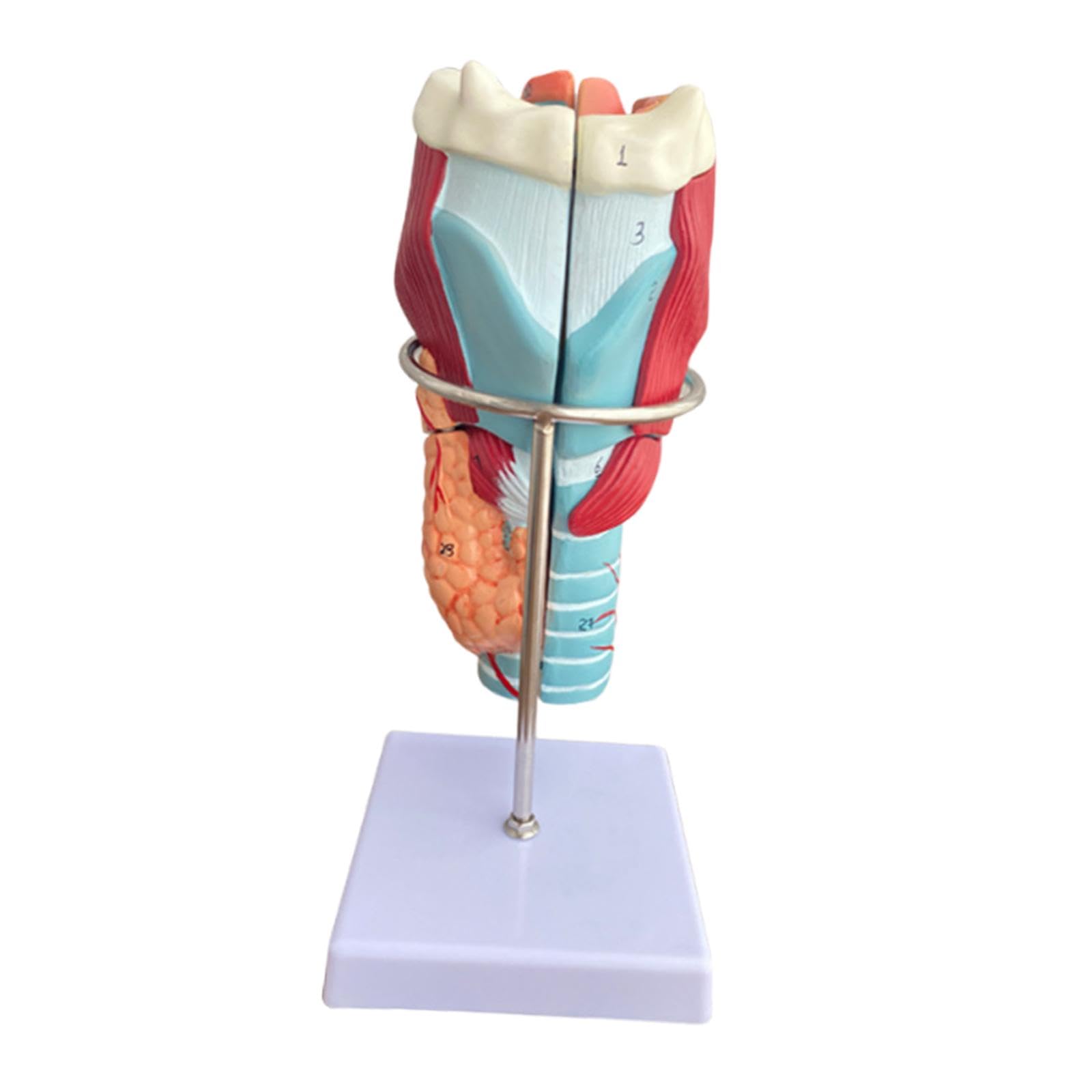 Modèle anatomique du larynx humain outil pédagogique Sharplace pour cours de SVT