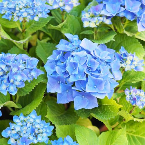 YouGarden Hydrangea 'Nikko Blue', 2 Litre Pot, Hardy Garden Shrub With Striking Blue Blooms