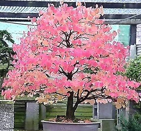 Miniatura 3 de Cercidiphyllum japonicum (árbol Katsura japonés, árbol Judas japonés) Semillas de árbol, follaje elegante y aromático y colores vibrantes de otoño,