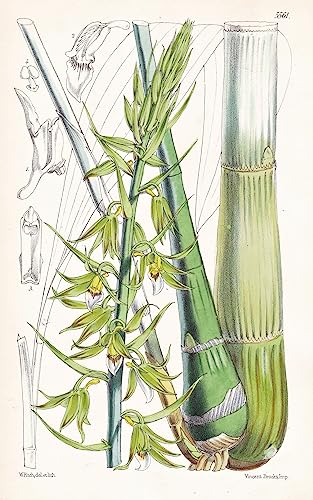 Eulophia euglossa. Pretty-lipped Eulophia. Tab. 5561 - Nigeria Africa Afrika / orchid Orchidee / Pflanze Planzen plant plants / flower flowers Blume Blumen / botanical Botanik botany / aus 