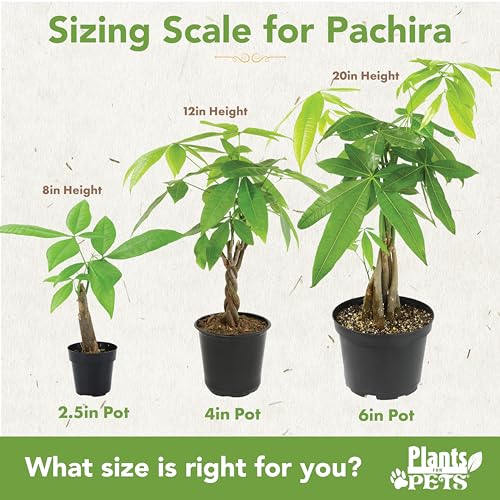 Image of Live Money Tree Plant, Pachira Aquatica Money Tree, Feng Shui Money Tree Pachira Aquatica Plant, Pachira Plant Bonsai Tree in Planter Pot With Soil, Plants for Pets, 2.5-inch pot