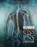 Human CNS and PNS Structure