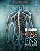 Human CNS and PNS Structure
