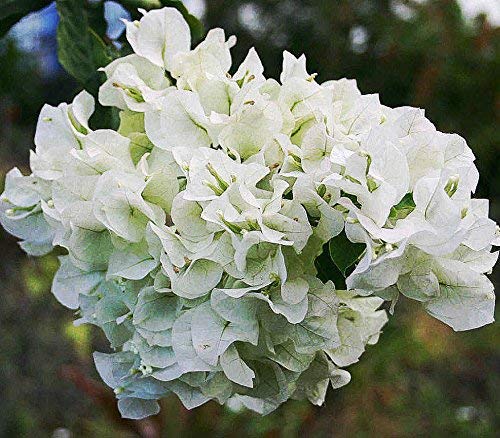Guruji Plantation Bougainvillea Plant White Color Flower Live with Beautiful Pot & Secure Packing (B08Y7JYBQV) Amazon Price History, Amazon Price Tracker