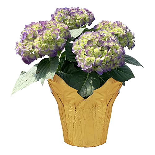 Live Hydrangea In Deco Cover - Shades Of Blue - Beautiful Spring Perennial - 4-6 Blooms Per Plant - 15" Tall By 8" Wide #TOP17