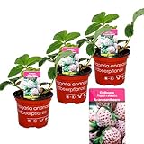 White Pineapple-Strawberry - Fragaria ananassa - Set with 4 plants
