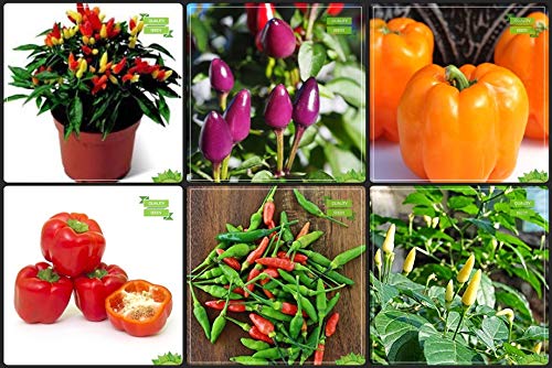 Creative Farmer Plants Seeds Combo Flower Seeds & Vegetable Seeds : Bird Chilli -Red, Bird Chilli -White, Chilly Pointed, Chilly Round Mix, Capsicum Orange, Capsicum Red Fruit Seeds For Home Garden (B07HTLD3YG) Amazon Price History, Amazon Price Tracker