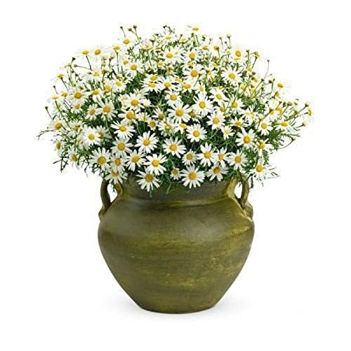 WmHeoo2077 Arôme épanoui graines,Graines de Camomille de Jardin, Fleurs de Balcon intérieures et extérieures, Camomille, 1000 Capsules,Graines de Plantes Cover