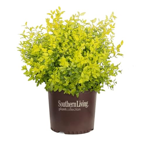 Sunshine Ligustrum - 3 gal - Southern Living - Evergreen
