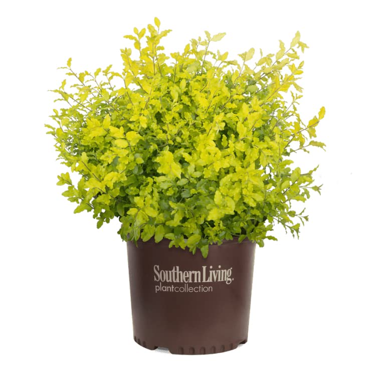 Sunshine Ligustrum - 3 gal - Southern Living - Evergreen Shrub – Bright Golden Yellow Foliage - Full Sun - Zones 6-10 - Ligustrum sinsense 'Sunshine' PP20379-3 Gallon Pot