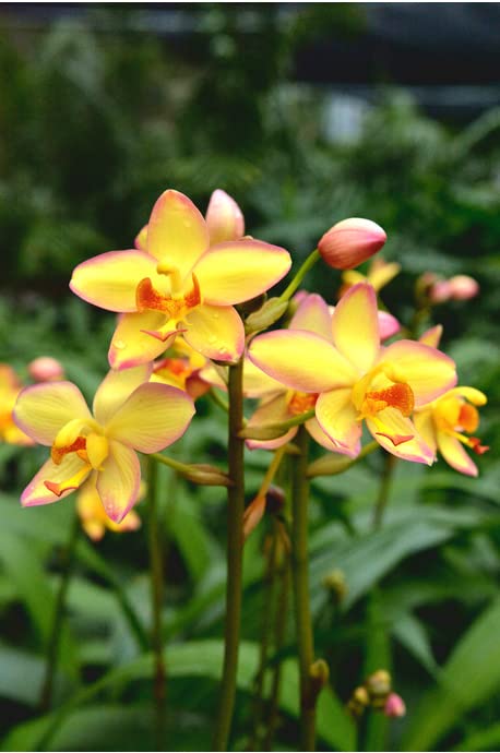 Aiden Gardens Ground Orchid Plant Spathoglottis plicata Mellow Yellow Ground Orchid 1 Helathy Live Plant (B0BX93YWLY) Amazon Price History, Amazon Price Tracker