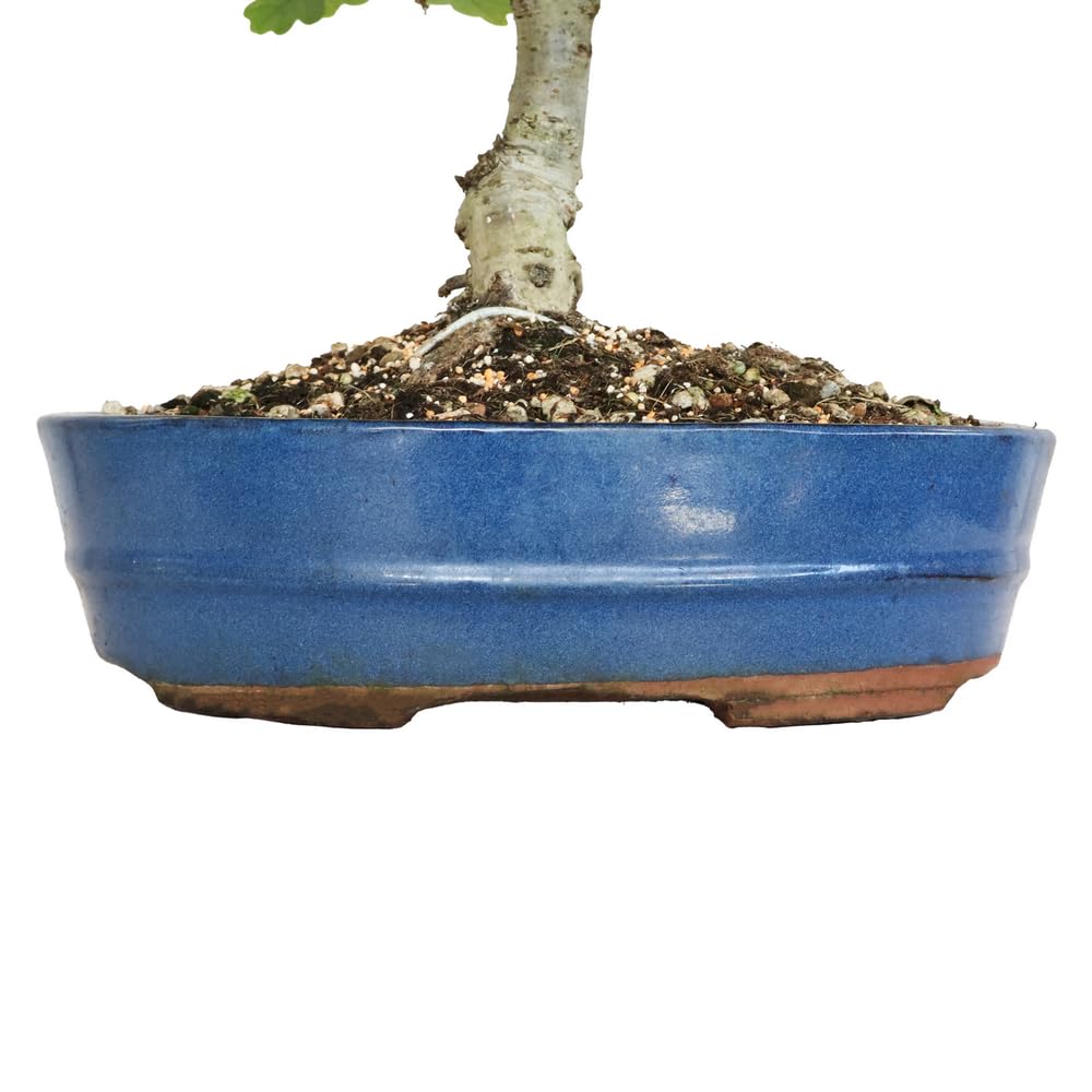 KENTIS Bonsaï Quercus Pubescens Chêne pubescent du Japon Vraies Plantes Décoratives d'Extérieur H 40-45 cm Pot Ø 26 cm