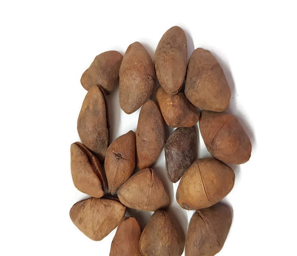 1000 Gram Pack of Kaner, Yellow Kaner, Yellow Oleander,Cascabela Thevetia, Lucky Nut, Peeli Kaner,Kolkaphul,Utonglei,Kaadukaasi Kanagalu Seed (B0B74GJH1Z) Amazon Price History, Amazon Price Tracker