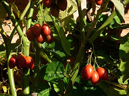 Cyphomandra betacea | Tamarillo | Tree Tomato| 10_seeds - Thumbnail 4