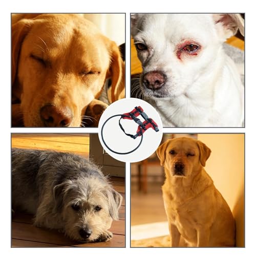 Harnais de protection pour chien aveugle évitant les chocs avec obstacles