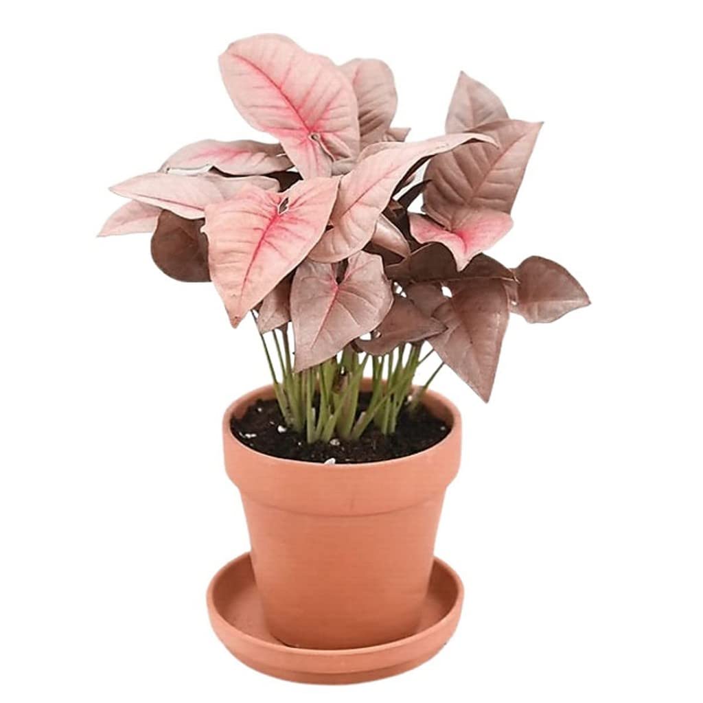 OhhSome Dwarf Neon Pink Syngonium Indoor Air Purifying Easy To Maintain Good Luck Live Plant With Black Pot (Healthy Plant) (B09QT4FD66) Amazon Price History, Amazon Price Tracker
