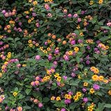 lantana - bonsái de interior reverdecimiento de tejados silvestres balcón decoración comprar semillas decorativas decoraciones 50pcs